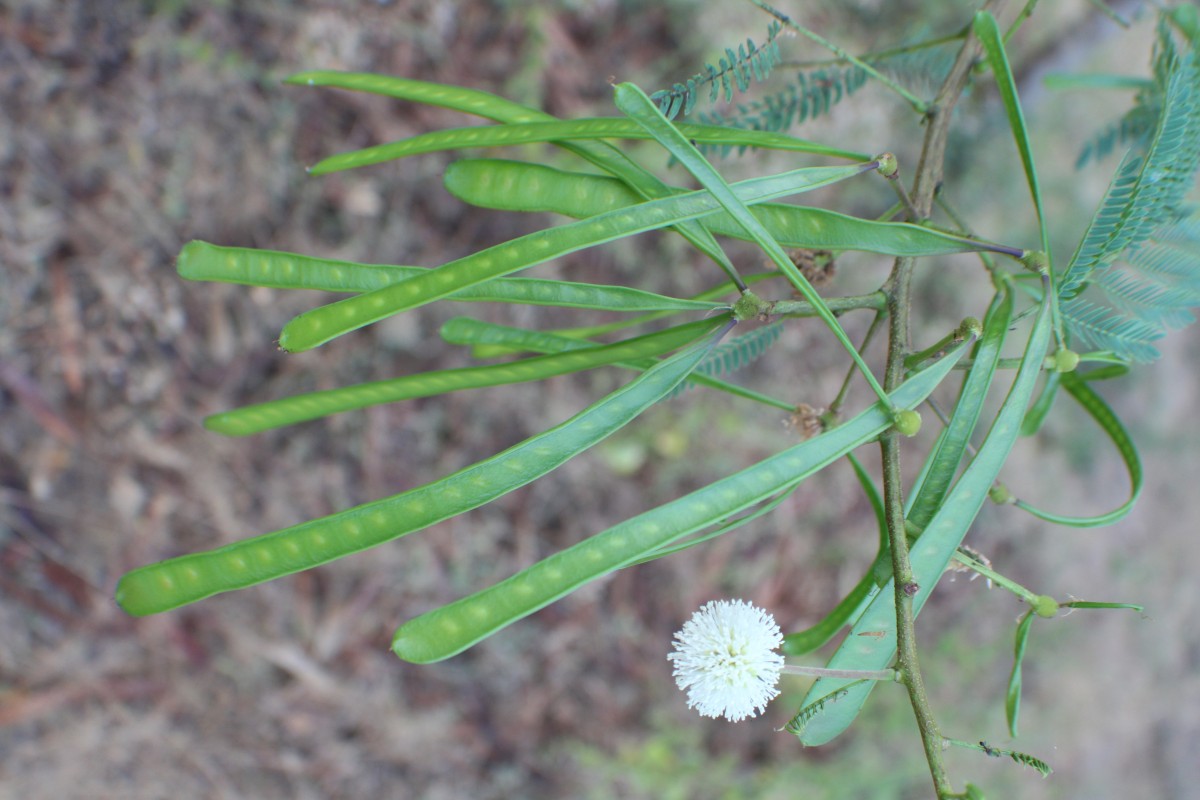 Leucaena leucocephala (Lam.) de Wit